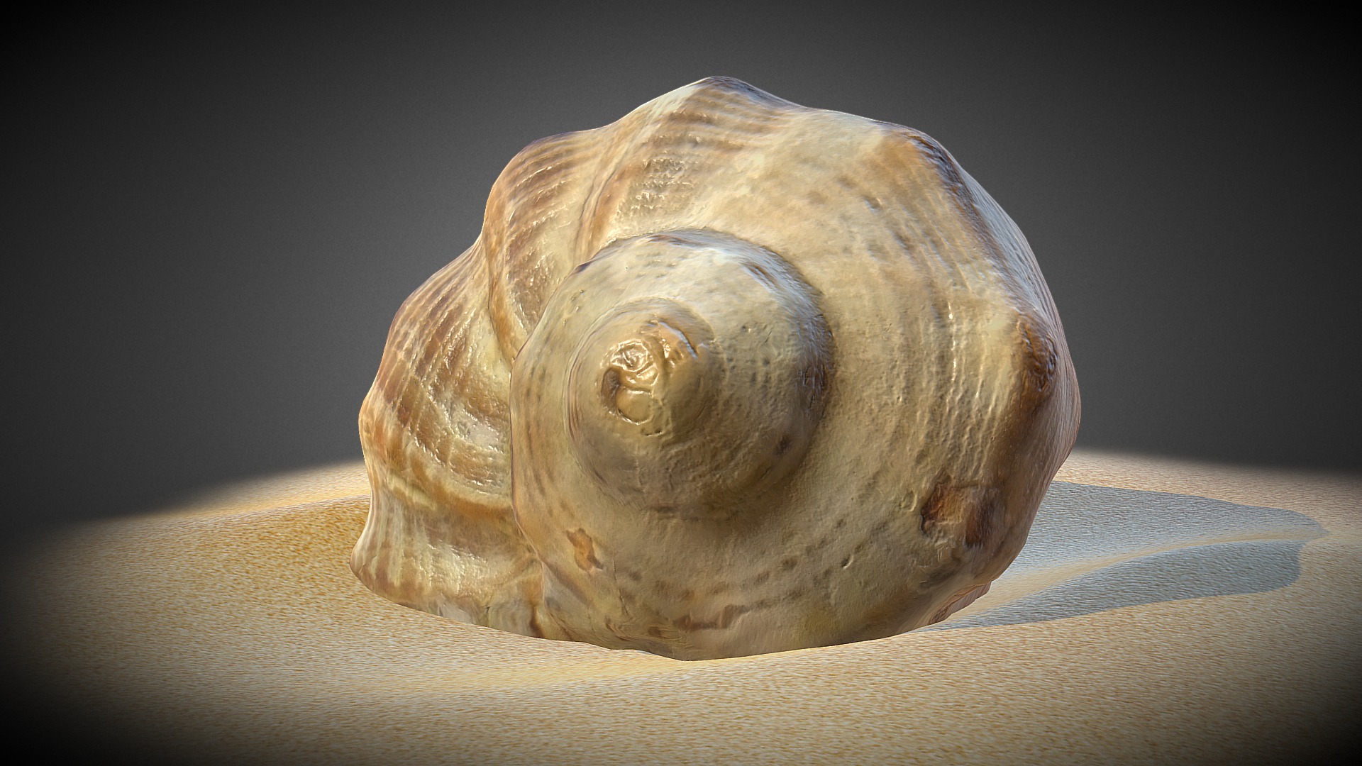 3D model Shell - This is a 3D model of the Shell. The 3D model is about a snail on a person's finger.