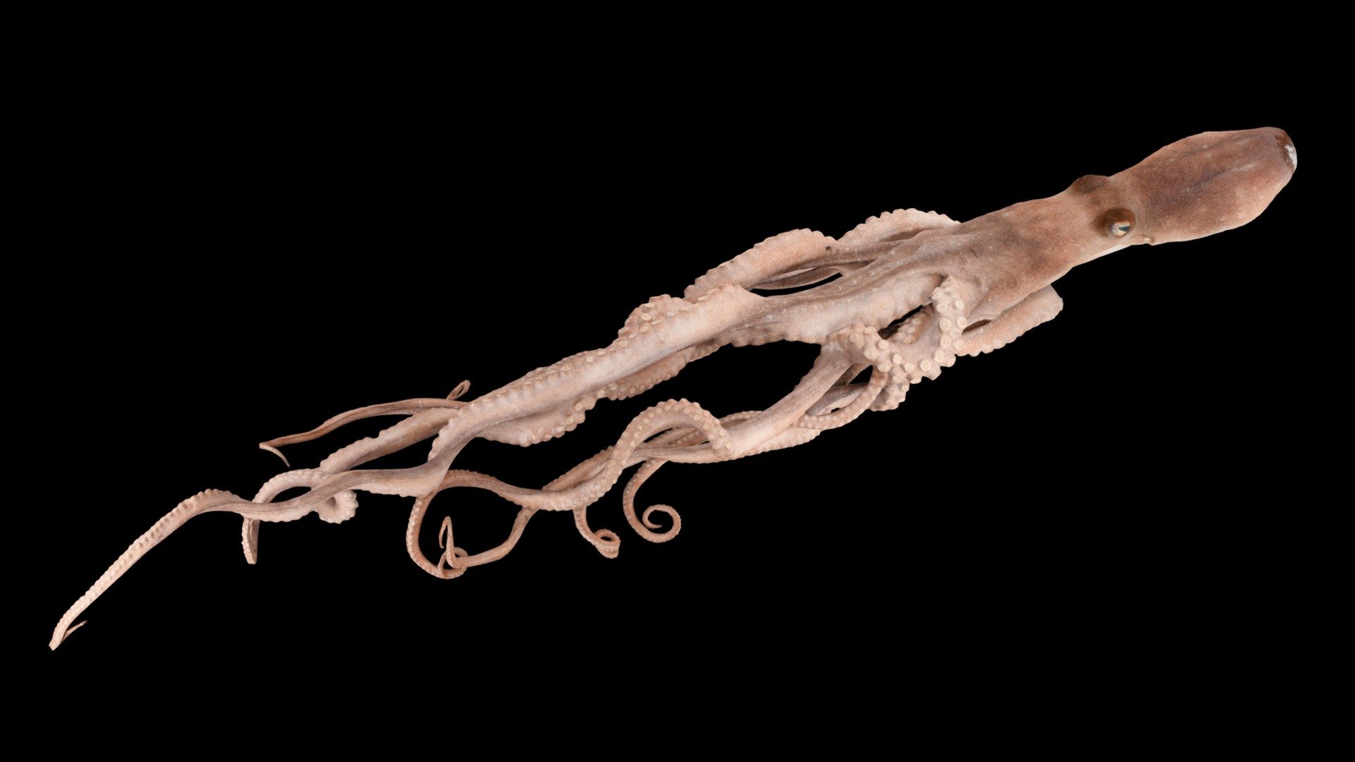 テナガダコ🐙 Long Arm Octopus, Octopus minor - Download Free 3D model by ...