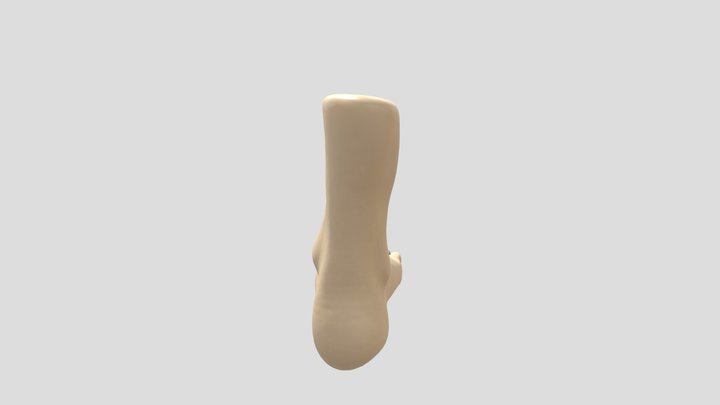 Foot Anatomy Study 3D Model