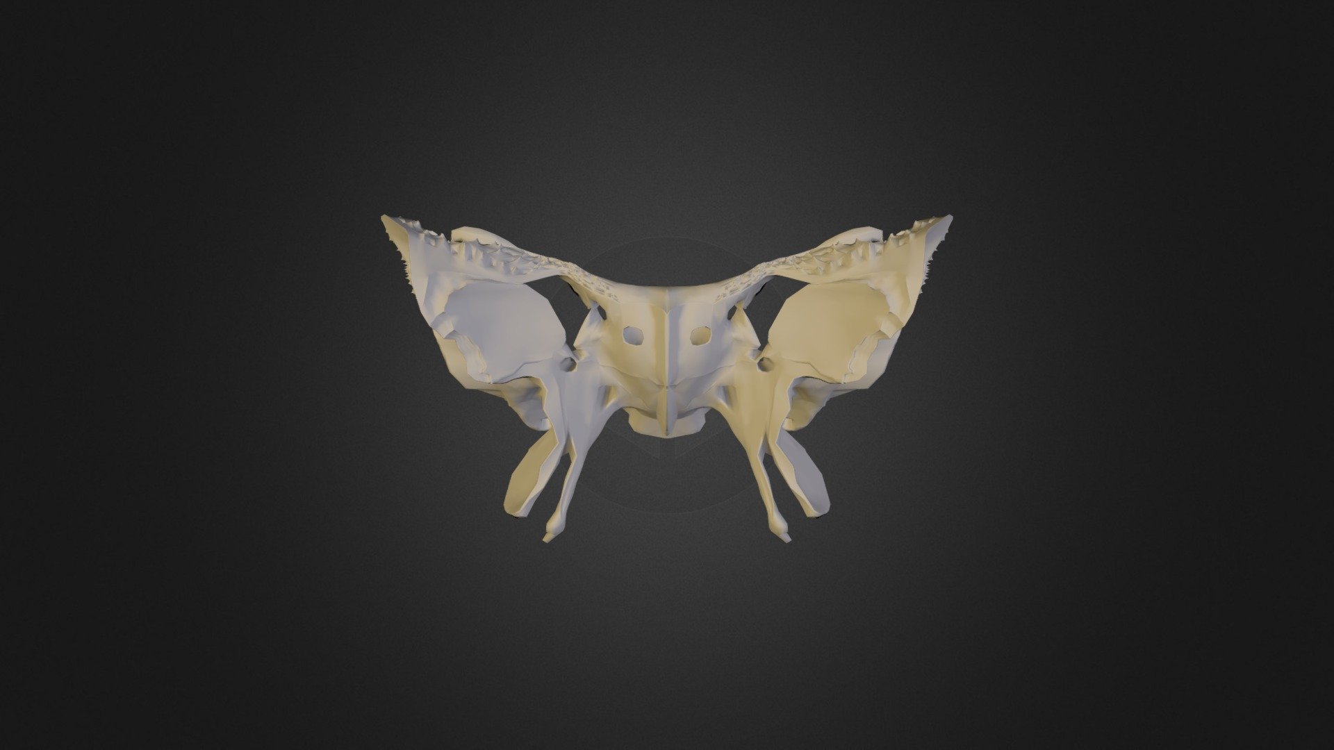 Sphenoid Bone Human Anatomy