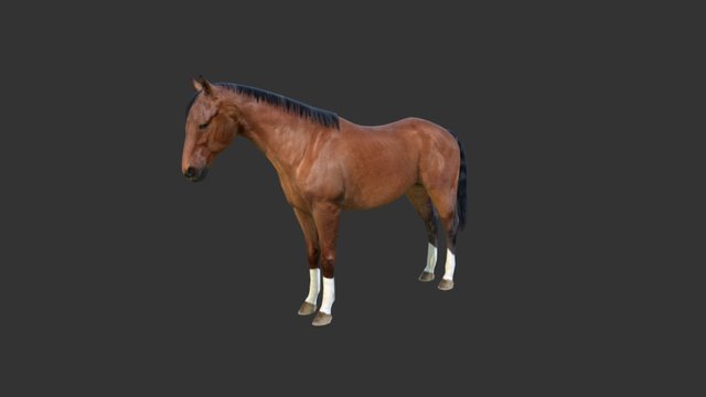 ANI Horse 01 3D Model