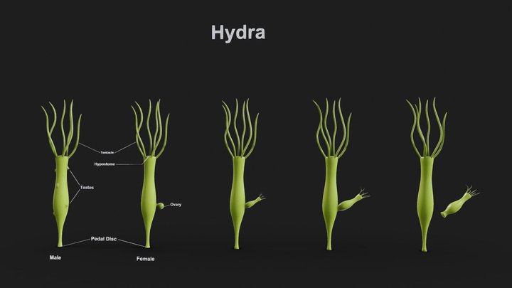 Hydra Gender and Ovary Stages 3D Model