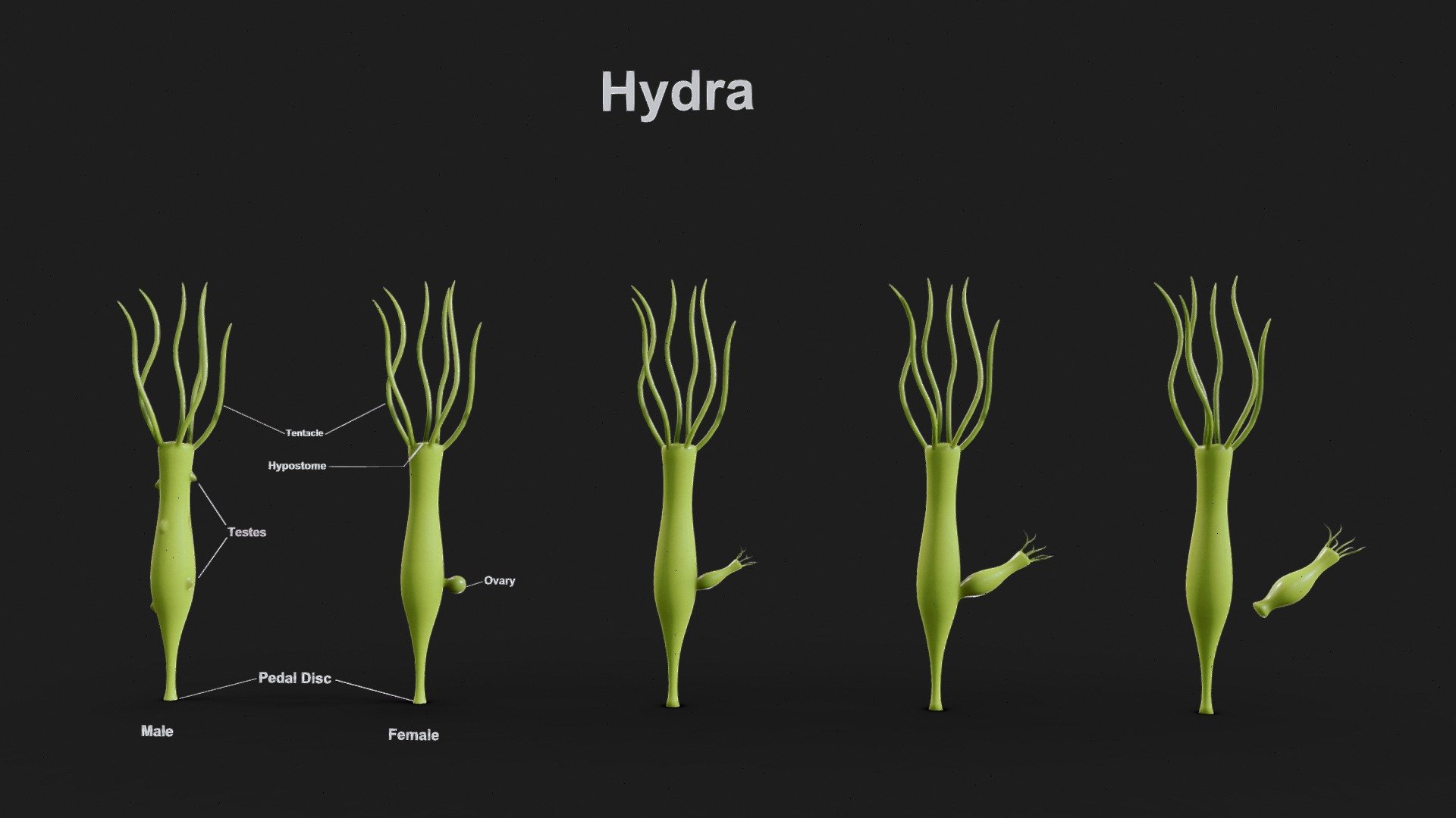 hydra : diagram of hydra | comment of hydra | classification of hydra | # diagram #biology - YouTube