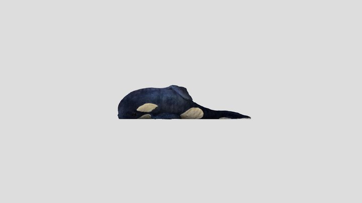 Killer Whale 3D Model