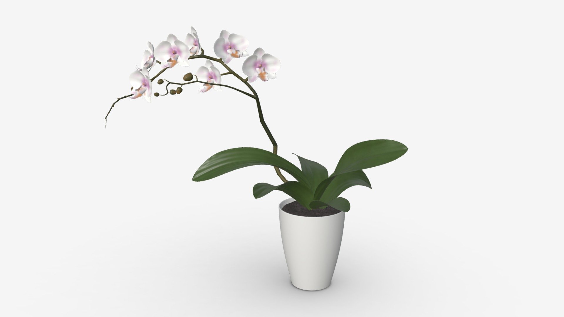 Orchid flower in pot Buy Royalty Free 3D model by HQ3DMOD