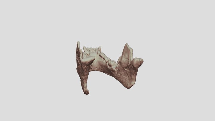Aegyptopithecus mandible 3D Model