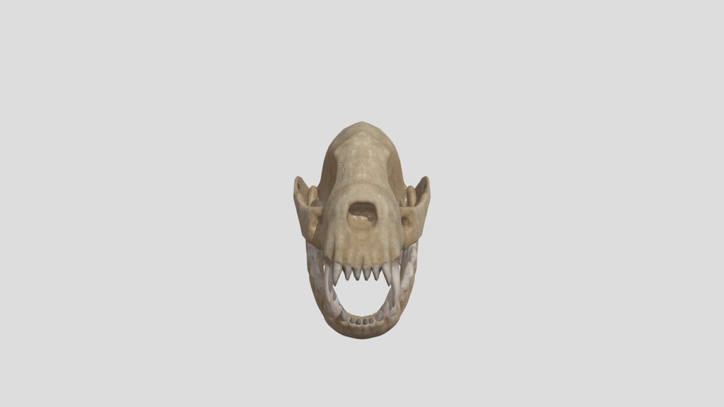 Skull