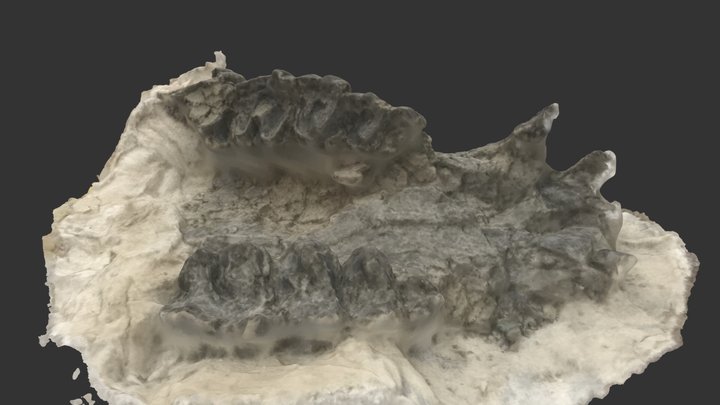 Amynodon Upper Jaw 3D Model