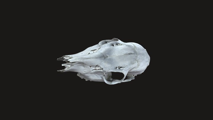 Deer skull 3D Model