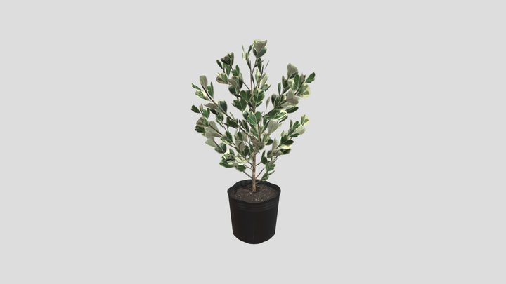 Ficus triangularis variegata ( Bàng Tâm Phúc) 3D Model