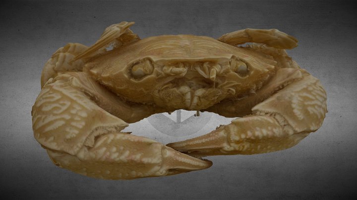 Cangrejo 3D Model