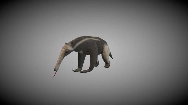 Oso Hormiguero 3D Model