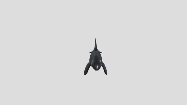 Orca Animated