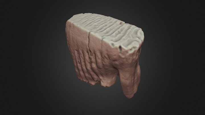 Woolly Mammoth Molar