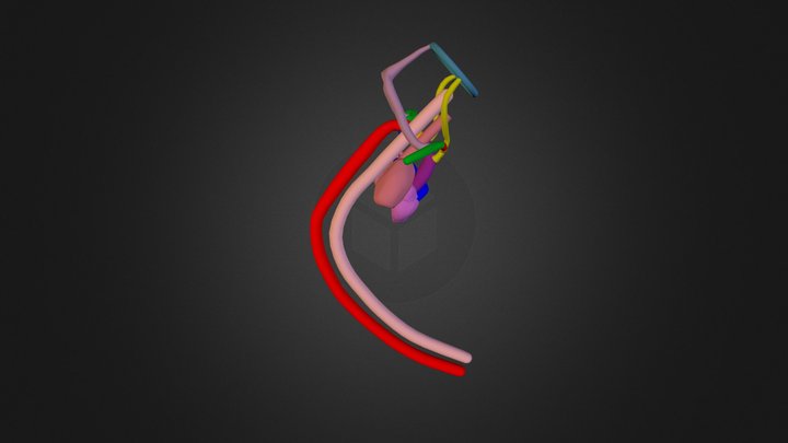 Normal Embrionic Arch Stage 7  3D Model