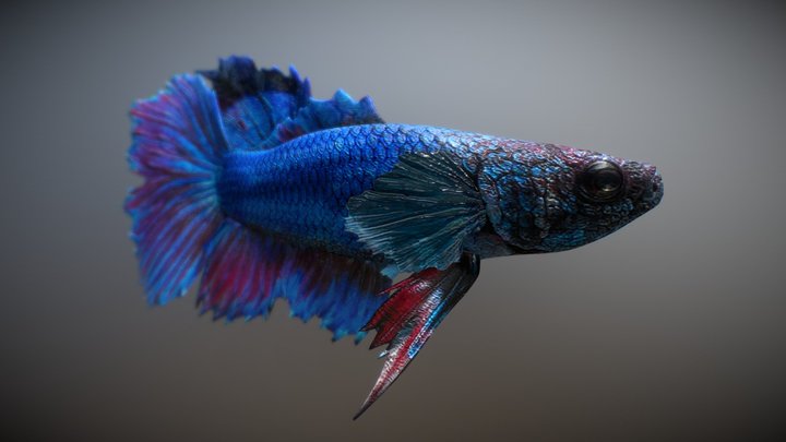 Tropical "River" Fish 3 3D Model