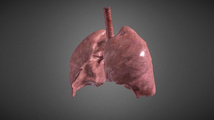 Healthy human lungs (animated) 3D Model