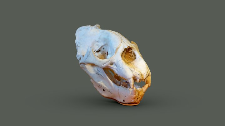 Male Elephant Seal Skull – Modèle 3D gratuit STL