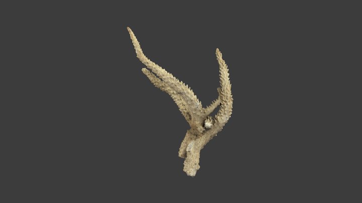 Acropora valenciennesi – Modello 3D gratuito STL
