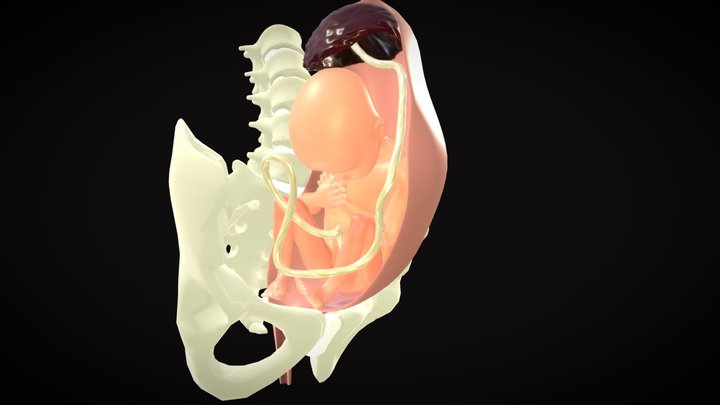 Human Fetus 3D Model