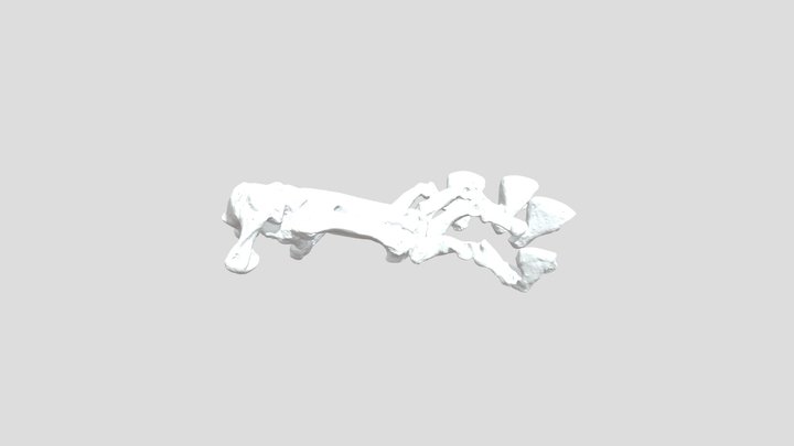 Smilodon Right Manus 3D Model