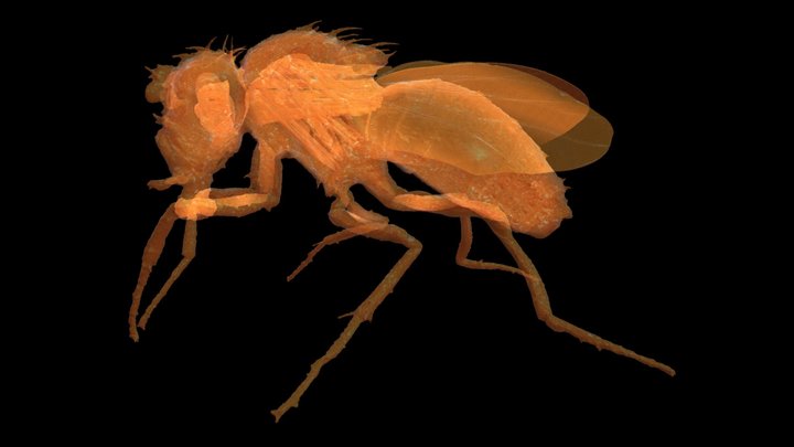 Drosophila - CT Scan 3D Model