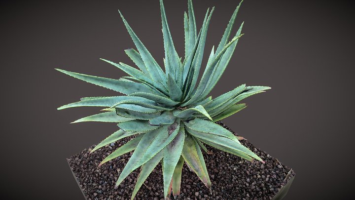 Aloe Vera 3D Model