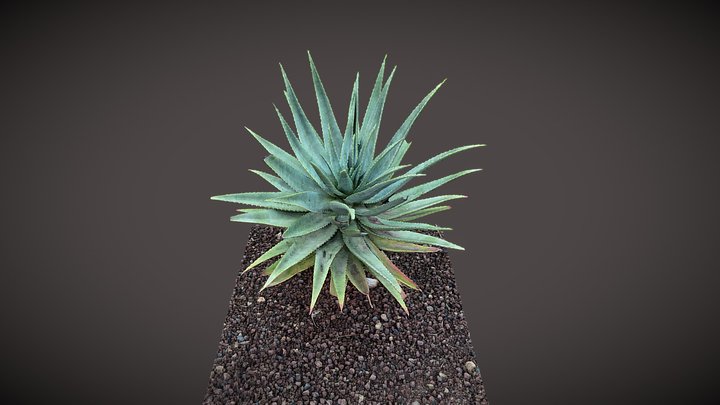 Aloe Vera 3D Model
