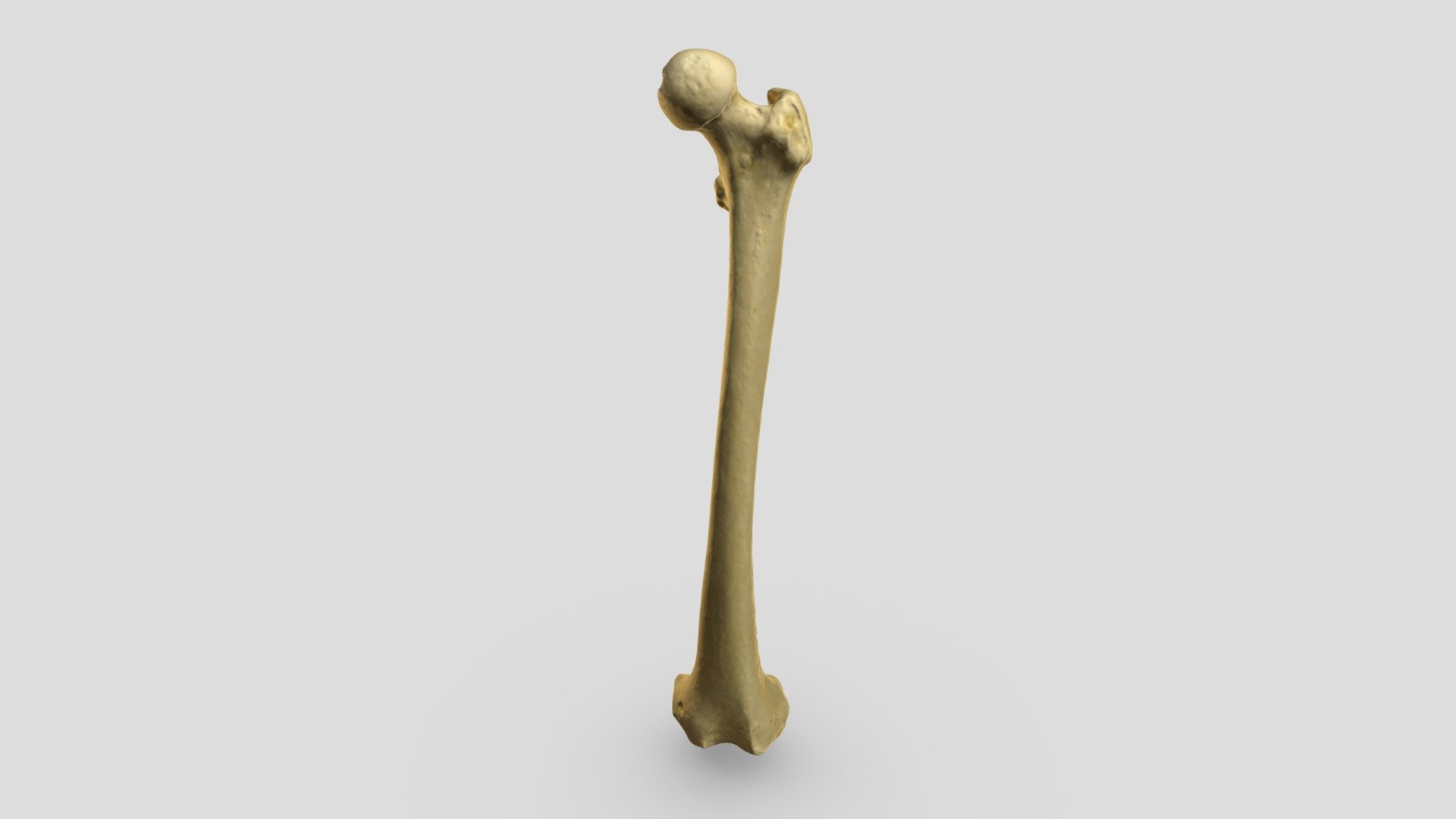 Female human (Homo sapiens) femur - 3D model by LJMUZoology [ad2c6b0 ...