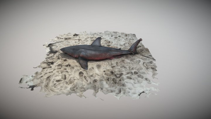 White Shark, Pamet Harbor Truro MA 08/23/18 3D Model