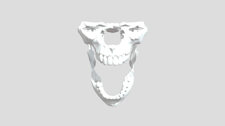 Skull 3D Model