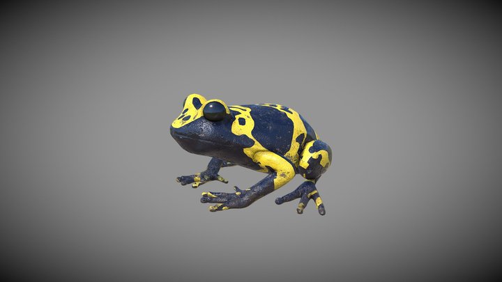 Frog Game Ready 3D Model