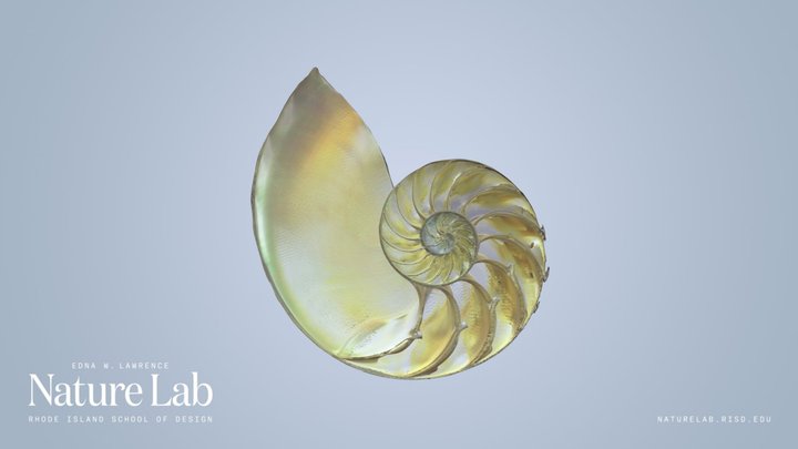 Chambered Nautilus – Modelo 3D gratuito STL