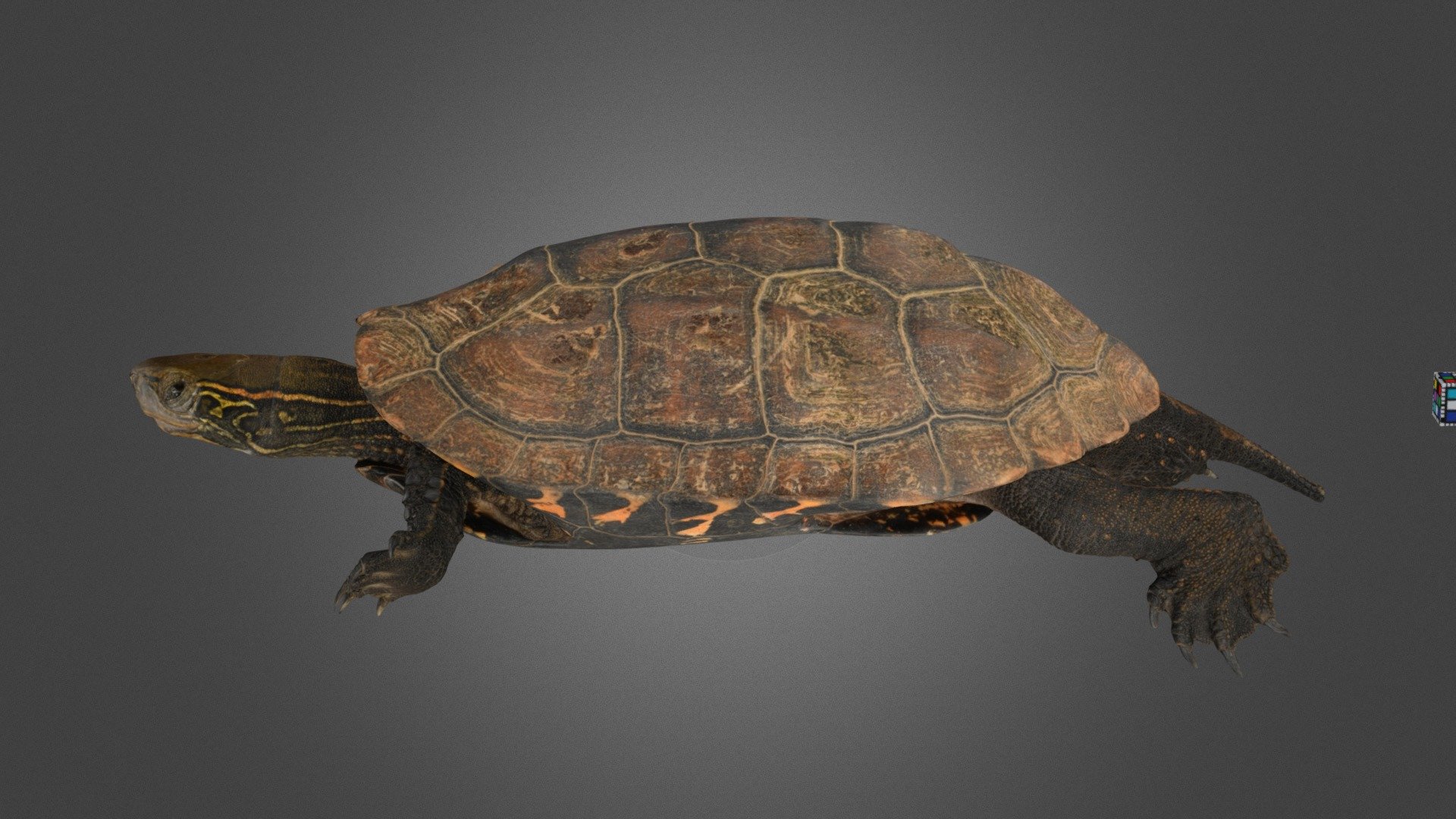ウンキュウ ♂ Japanese Pond Turtle (hybrid)3D Model