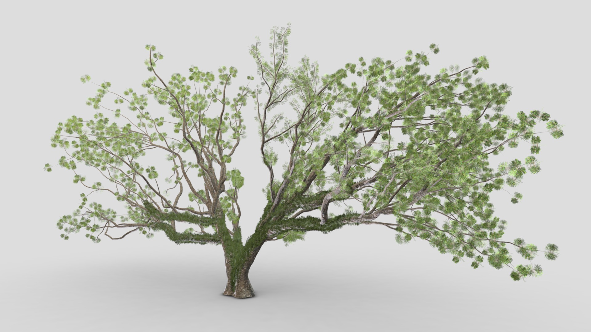 3D model Tree-A3-Live Oak - This is a 3D model of the Tree-A3-Live Oak. The 3D model is about a tree with leaves.