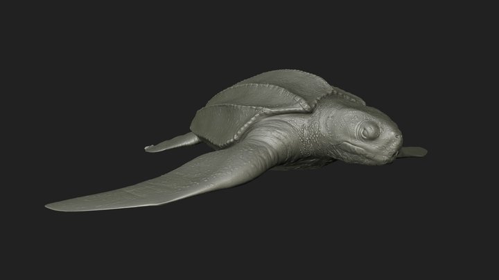 Model 95B - Adult Leatherback Mesh – Free 3D Model STL