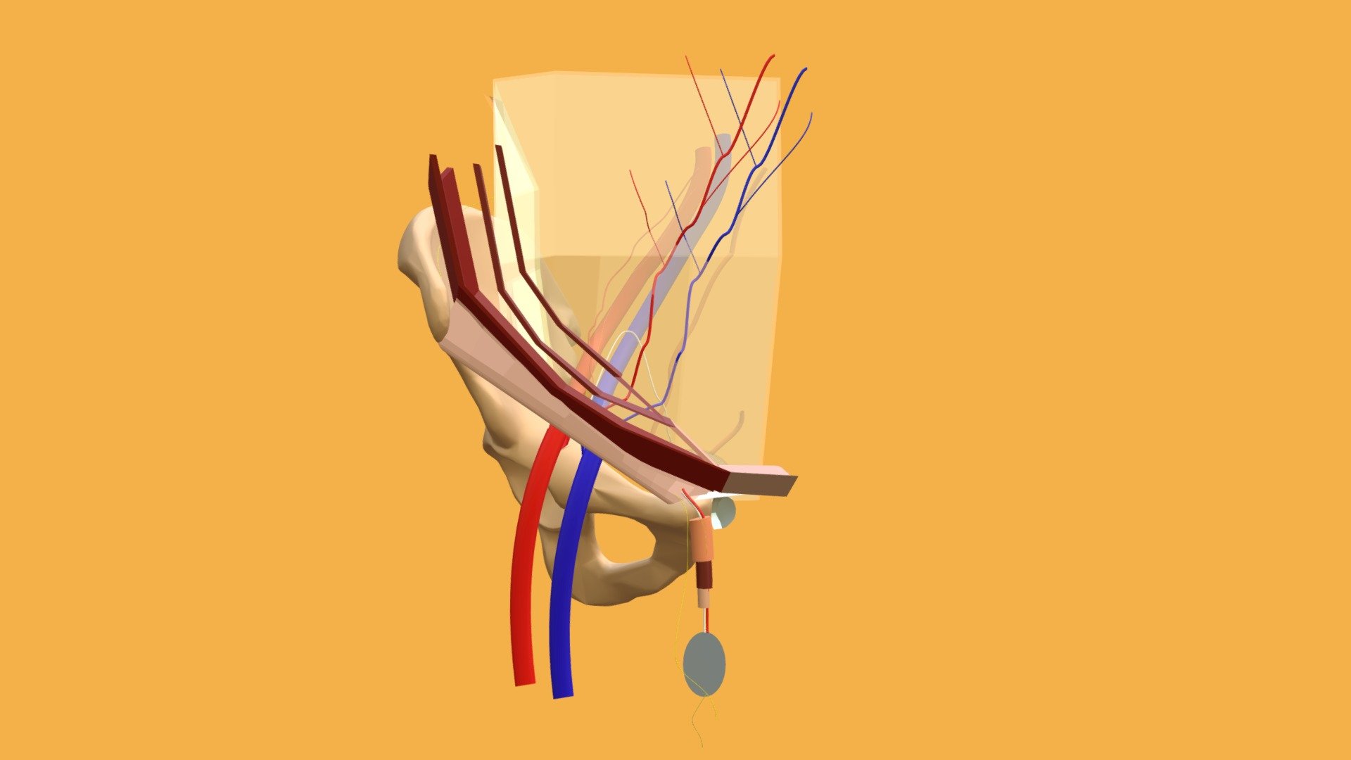 Inguinal Canal Anatomy 3d