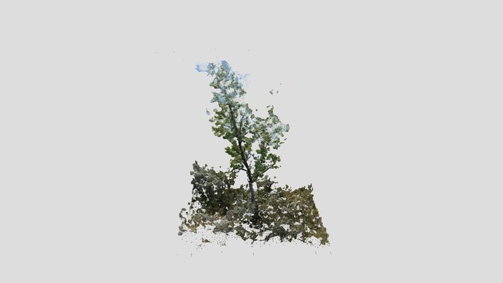 birch 3D Model