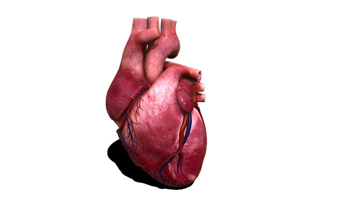 Full Heart 3D Model