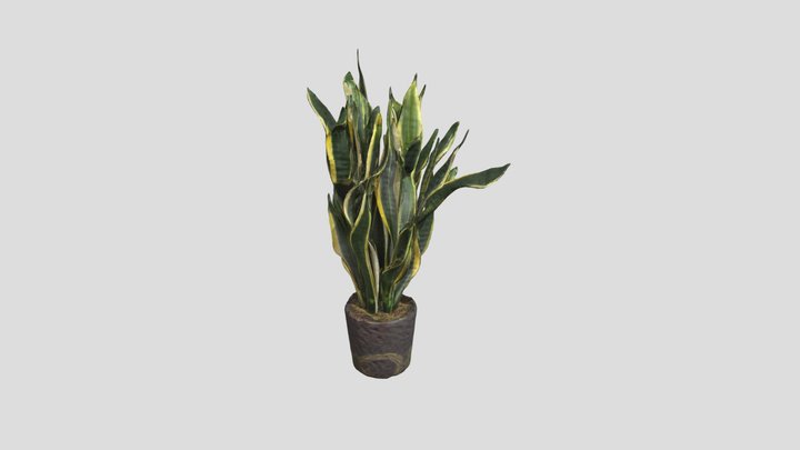 Snake Plant 3D Model