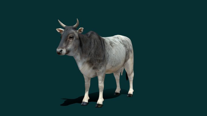 Asian Zebu Cattle (Low Poly) 3D Model