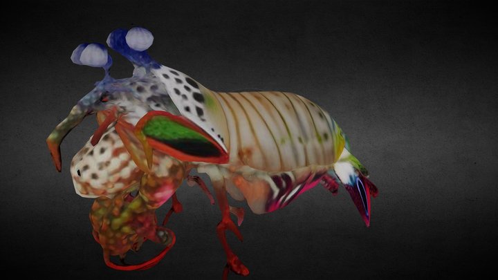 Mantis Shrimp (for the ScubaVerse) – Modello 3D gratuito STL