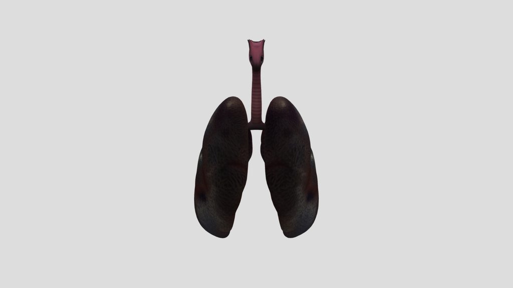 Lungs