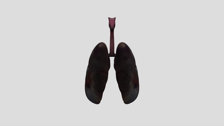 Lungs