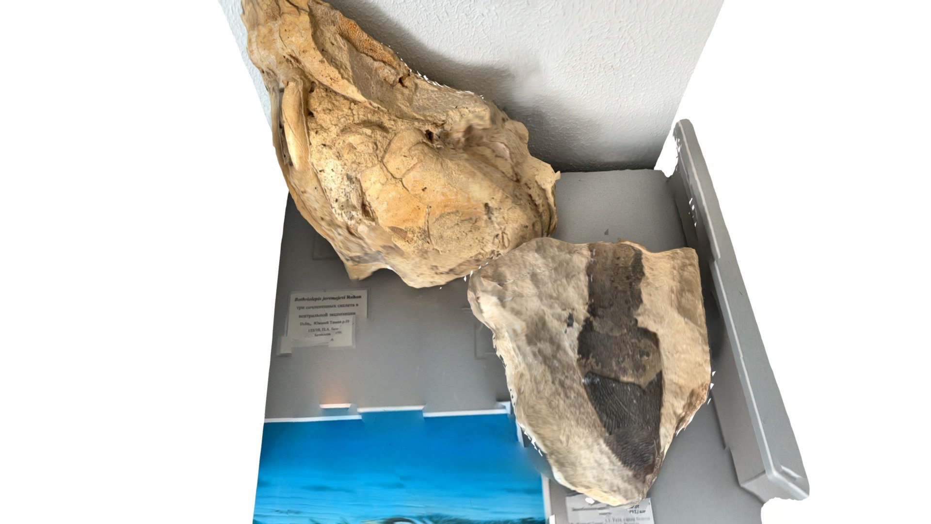 Bothriolepis