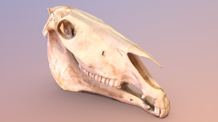 Horse Skull 3D Model