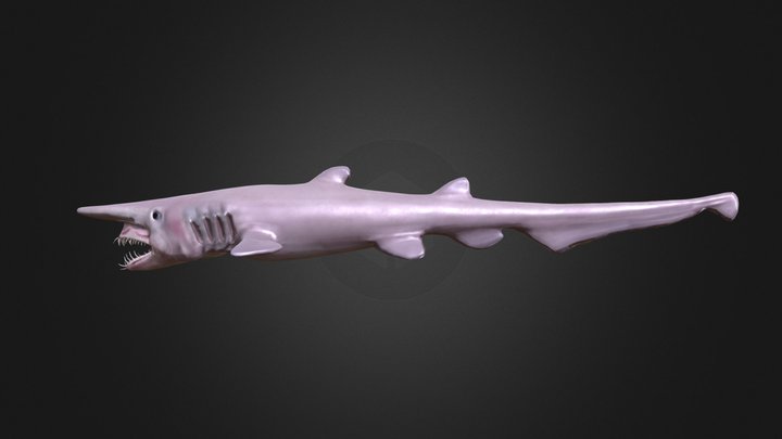 Goblin Shark 3D Model