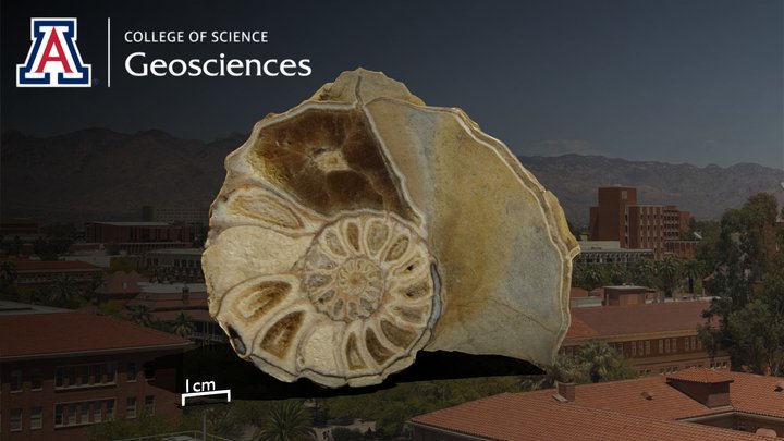 Acanthoceras Wintoni (Adkins, 1928) 3D Model