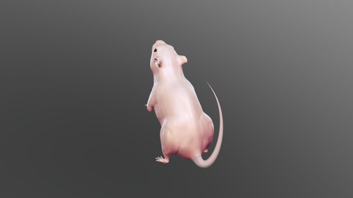 Rat 3D Model