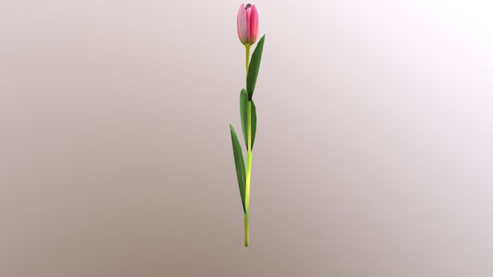 Tulp_mod 3D Model